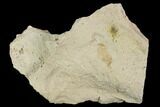 Fossil Pea Crab (Pinnixa) From California - Miocene #128086-1